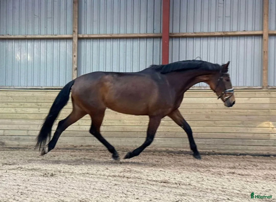 Dressyr hästar till salu: Dressyrhäst med potential - Annons 3