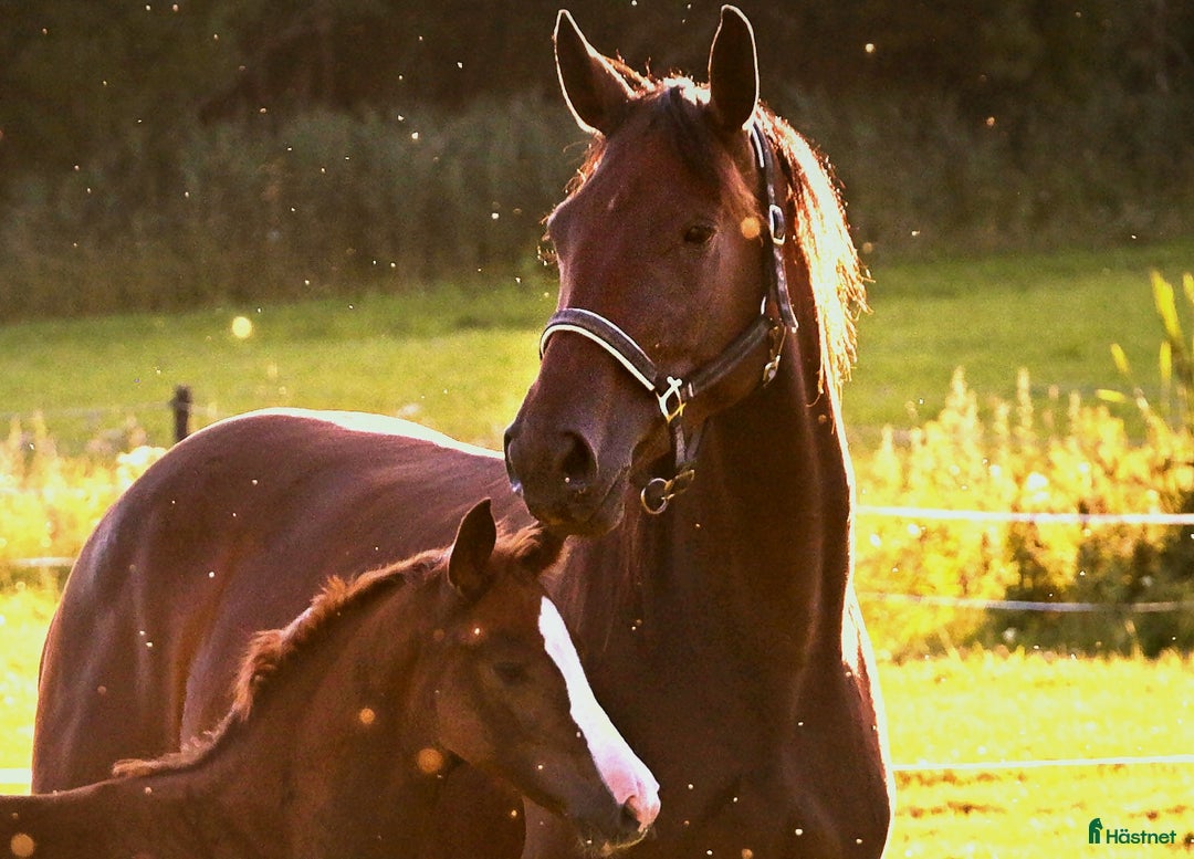 Dressyr hästar till salu: Dräktigt sto för dressyr och/eller avel i Dyltabruk - Annons 4