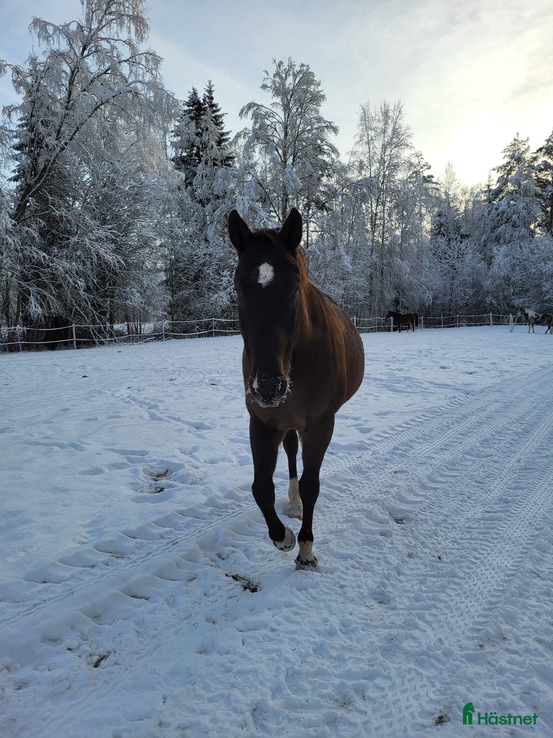 Allround hästar till salu: Max söker ett nytt hem i Munkfors - Annons 6