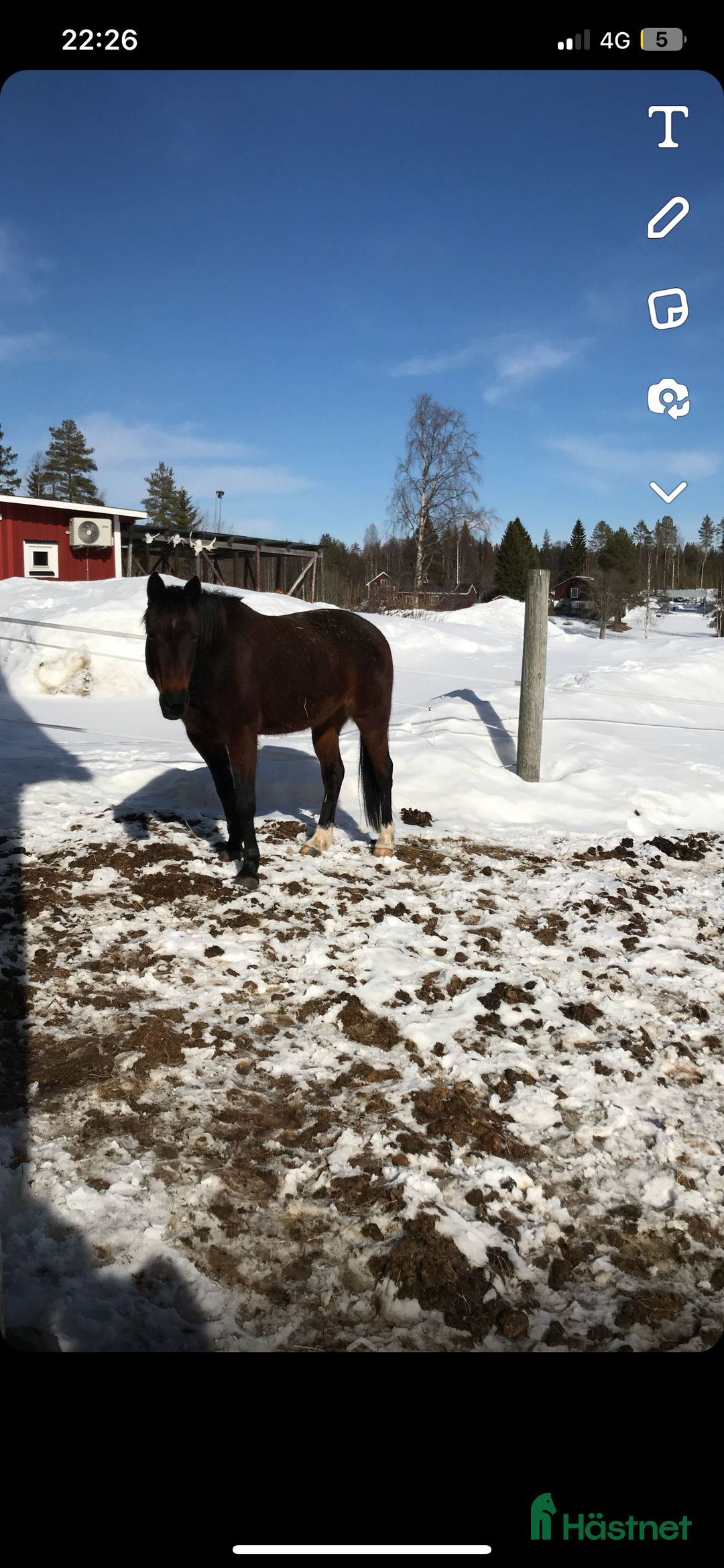 Övrigt hästar till salu: 2st underbara travare till sällskap alt skogsmulle i Robertsfors - Annons 8