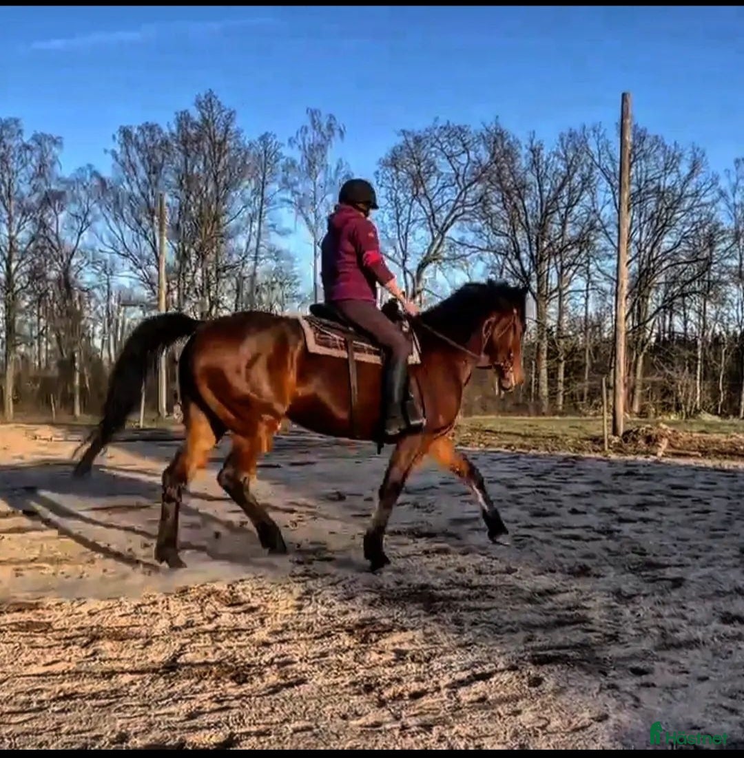 Allround hästar till salu: Trevligt varmblodssto i Örsjö - Annons 6