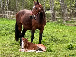 hästar Sällskap eller hobby häst i Hässleholm - Annons 3