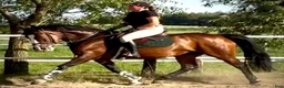 Allround hästar till salu: Mila – 10-Year-Old Beautiful Versatile Family Mare - Annons 17
