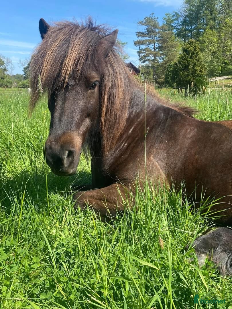  stallplats Ledig stallplats på Stall Bullandö - Annons 1