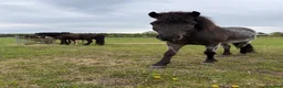 Island hästar till salu: Snygg och välhanterad svenskfödd konstantskimmel - Annons 5