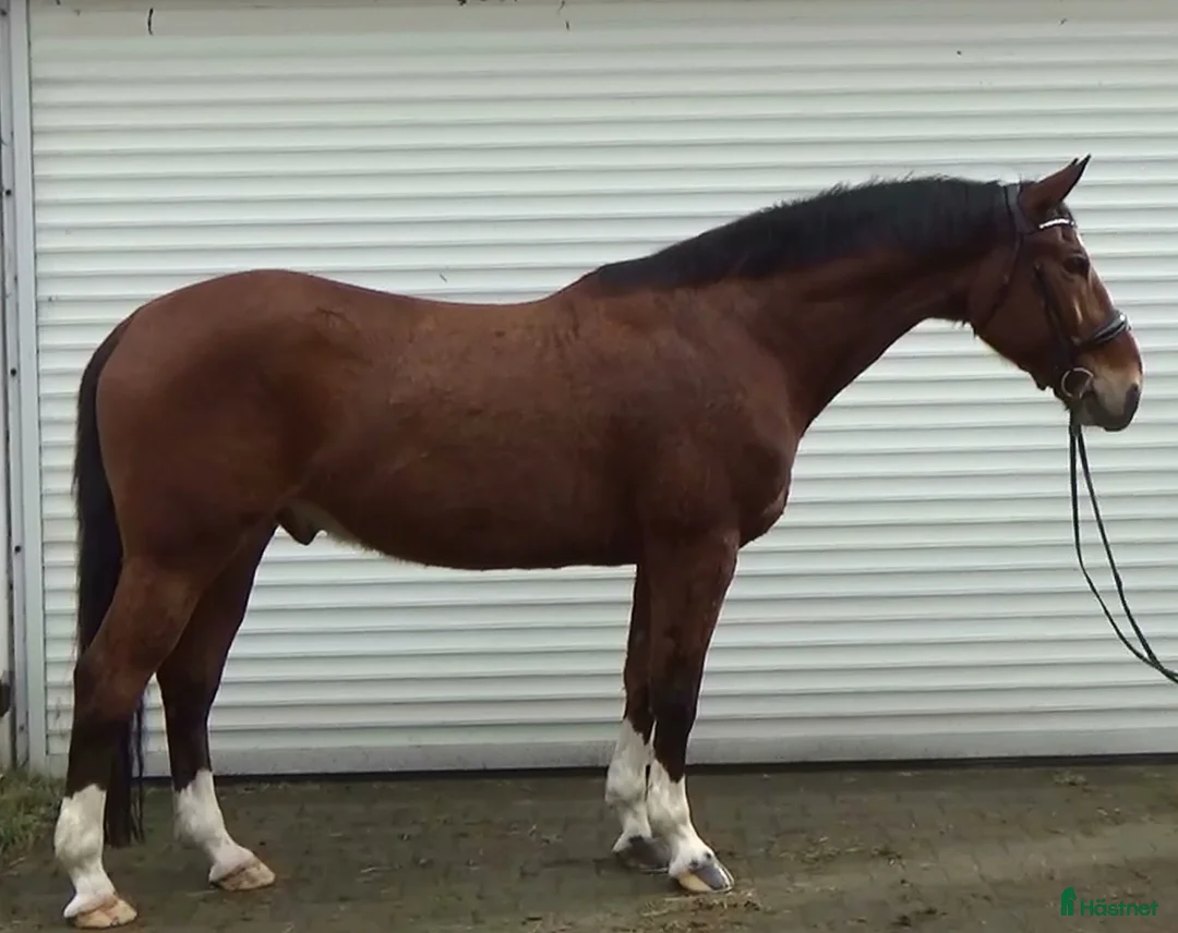 Allround hästar till salu: Dressage & driving & jumping partner for everybody - Annons 2