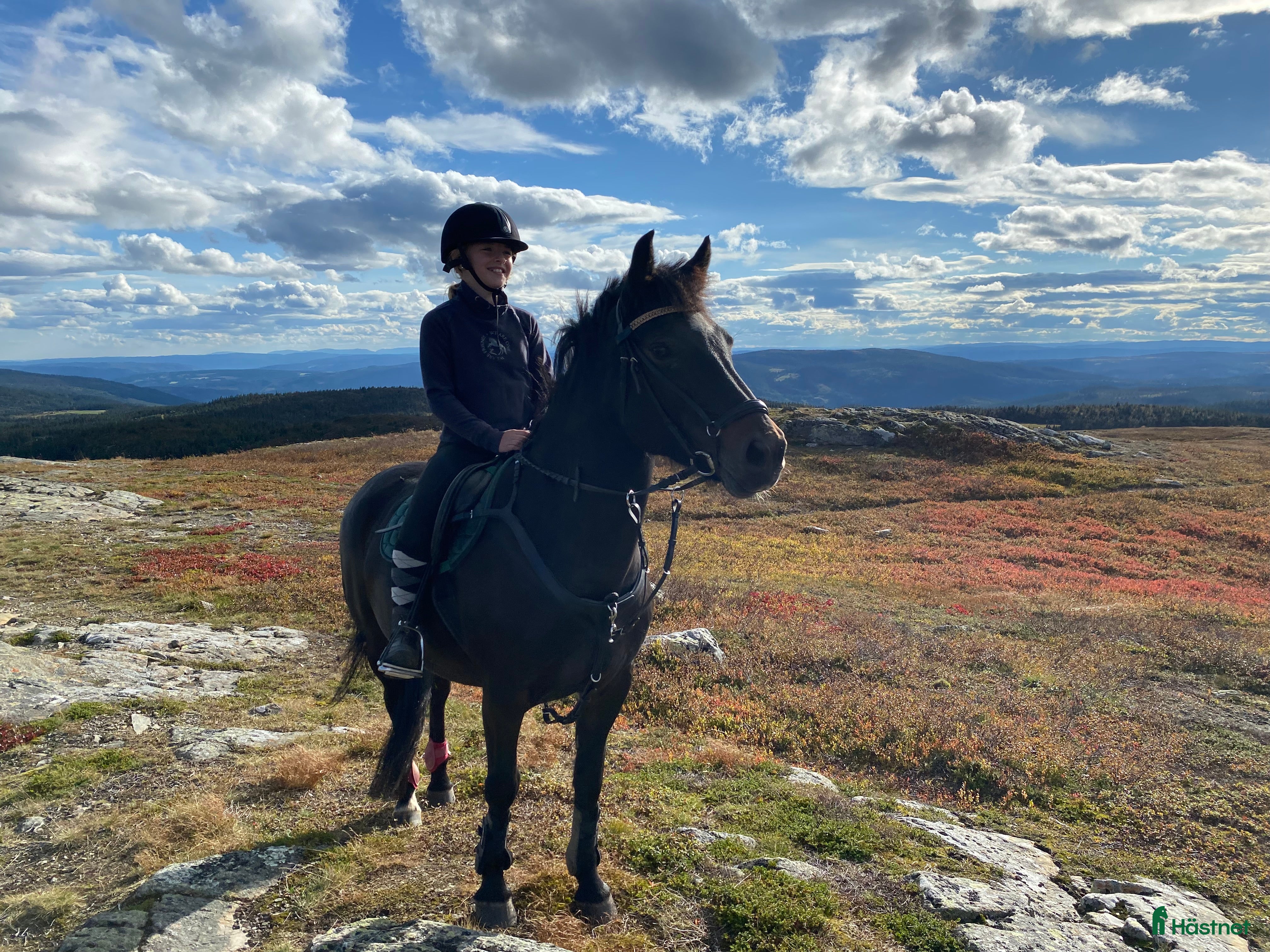  hästar Underbart New Forest sto  i Biristrand - Annons 7