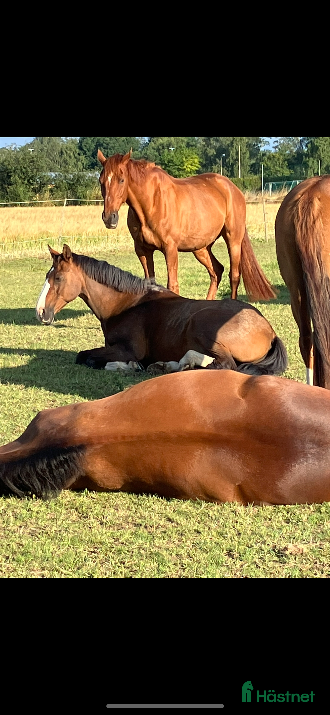  foderhäst sökes: Sommarhäst 2026 Välkomnas i Kristianstad - Annons 3