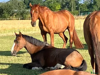 foderhäst Bete till Valack finnes - Annons 10