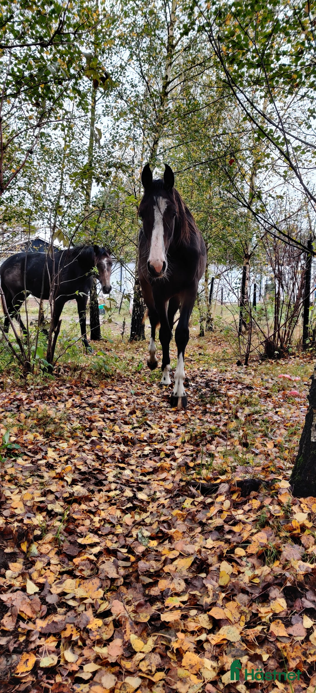 Hoppning hästar till salu: Spirited Away i Blentarp - Annons 3