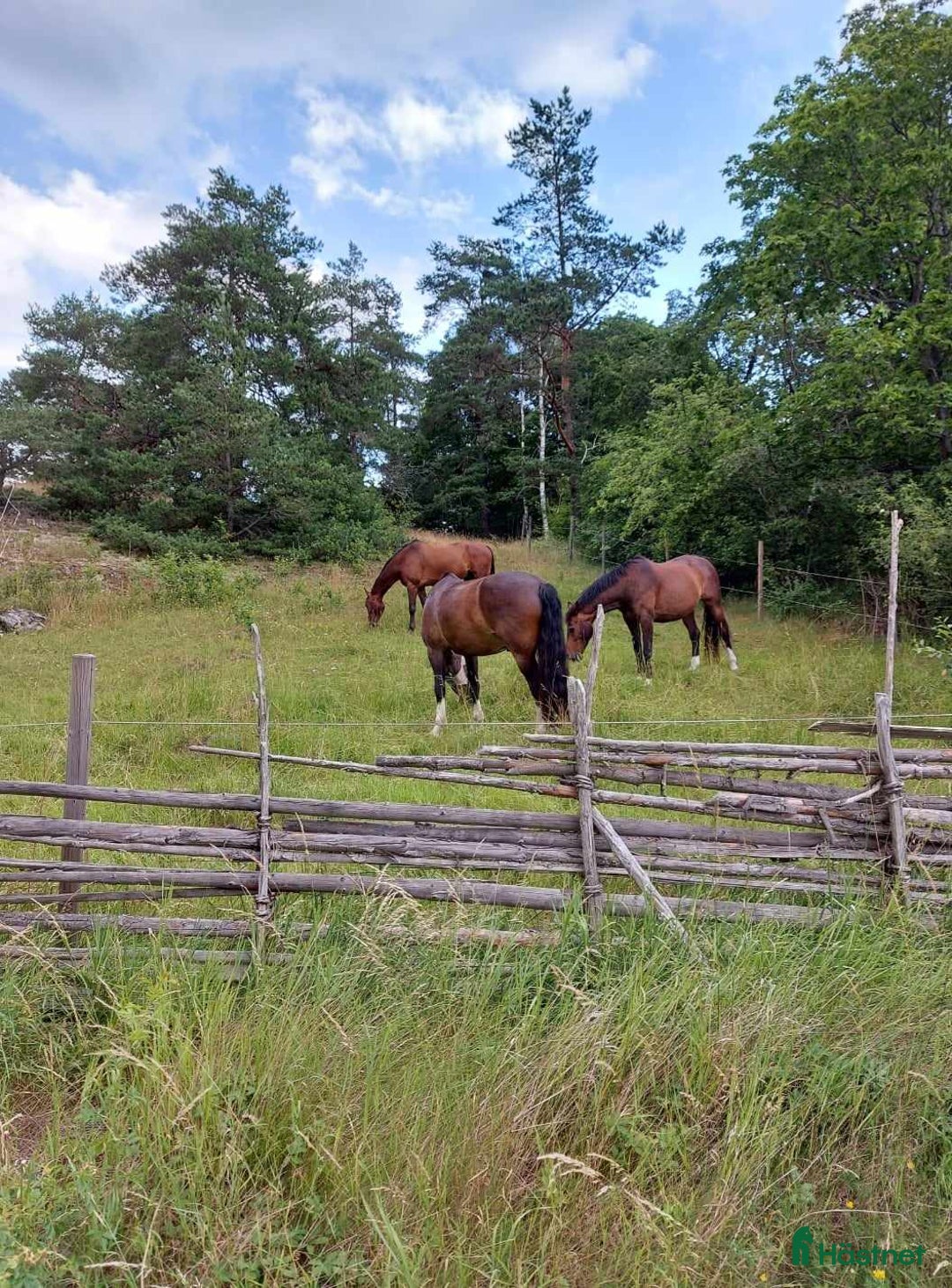  stallplats finnes: Lediga stallplatser Hollstad i Norrköping - Bild 8