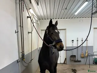 hästar Rörligt och lätt sto till den som vill forma själv - Annons 1