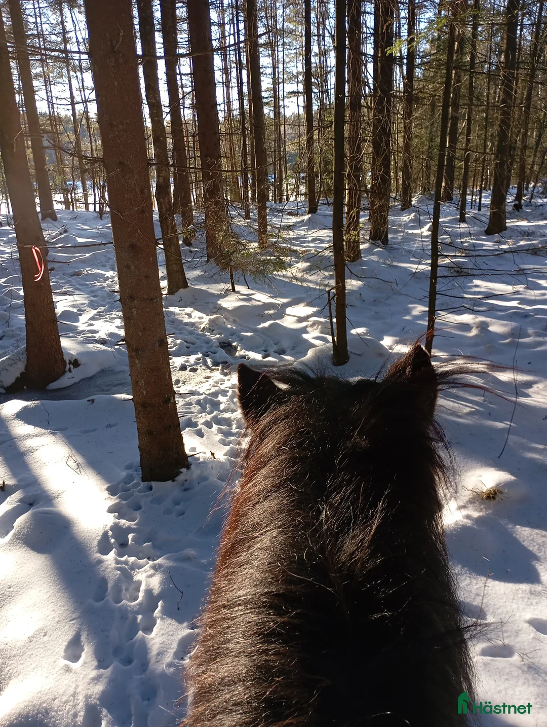 Island hästar till salu: Perfekt Islands valack Skogsmulle!  - Annons 2