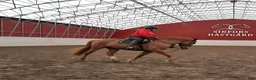 Allround hästar till salu: Finnhäst/ Finskt kallblod - Annons 4