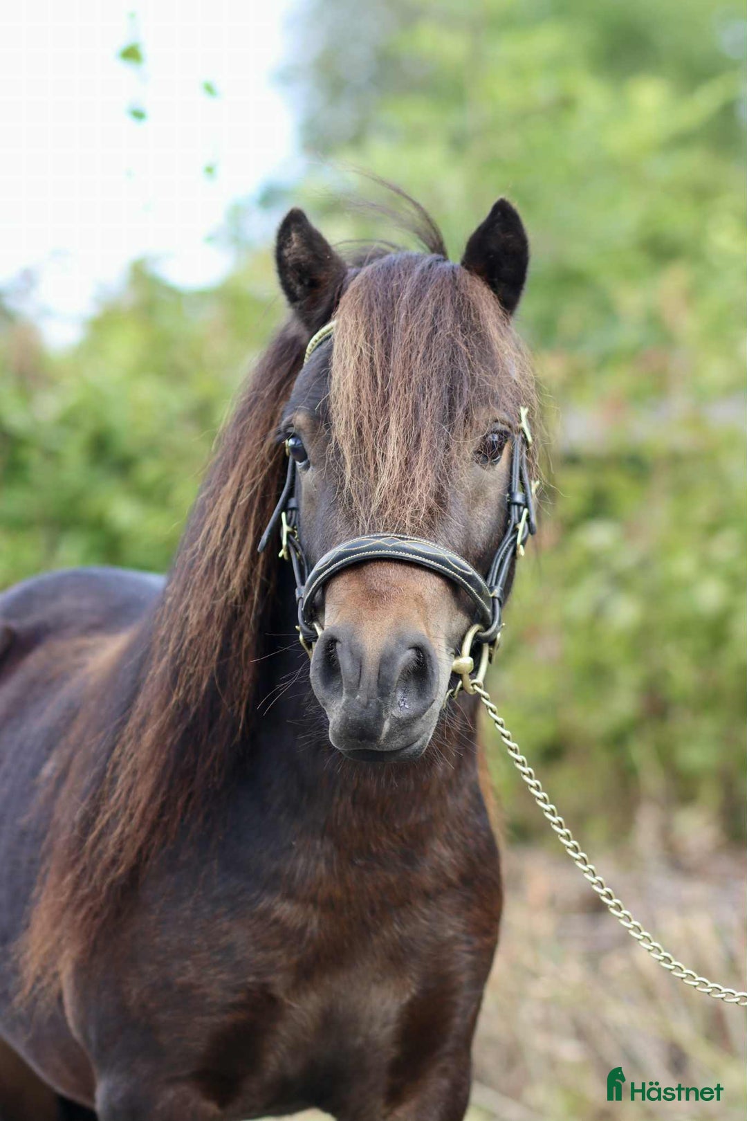 Allround hästar till salu: Mycket snäll och fin valack! i Jönåker - Annons 3