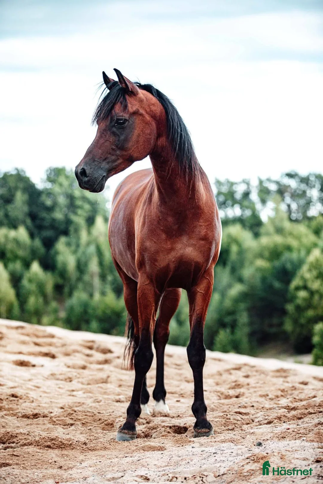Allround hästar till salu: 🌟 Vacker, stor och känslig arabvalack 🌟 i Tollered - Annons 4