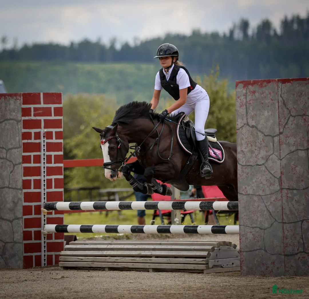 Hoppning hästar till salu: Rosettplockare/läromästare till salu - Annons 1