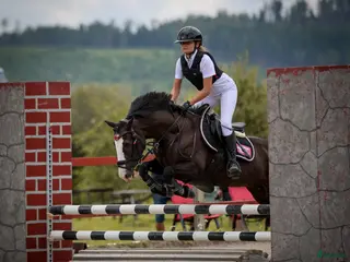 hästar Rosettplockare/läromästare till salu - Annons 6