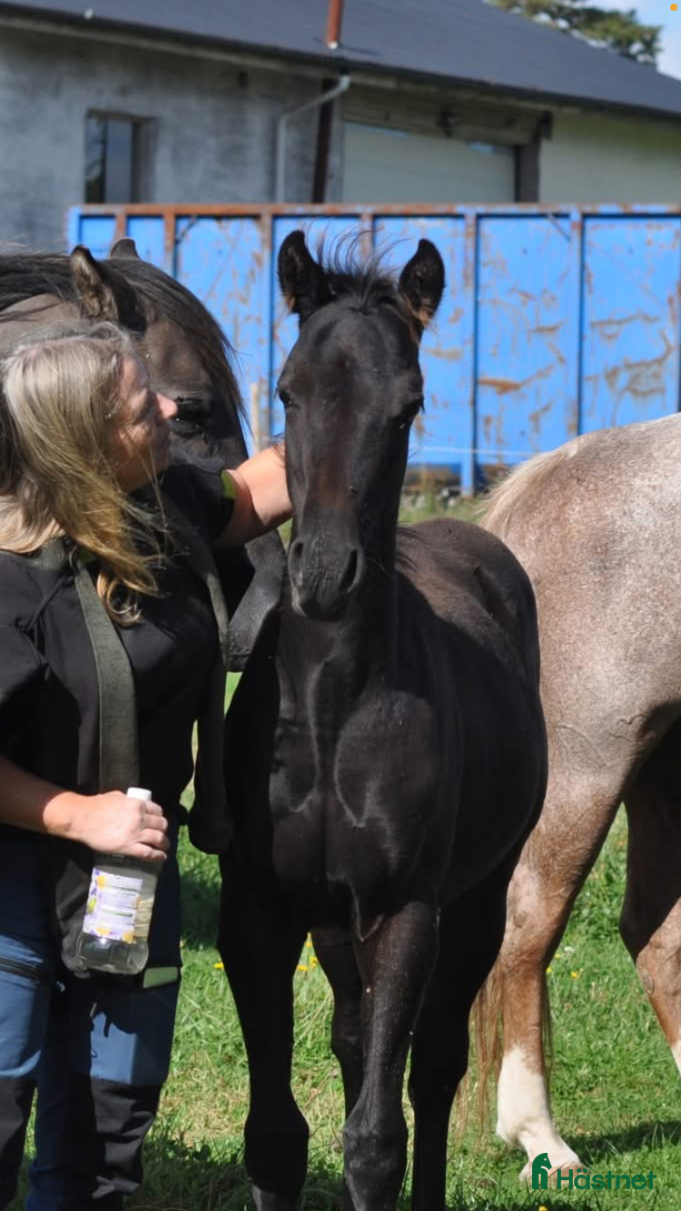  hästar Svarta hingsten söker nytt hem - Annons 1