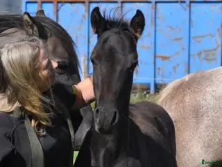 hästar Svarta hingsten söker nytt hem - Annons 1