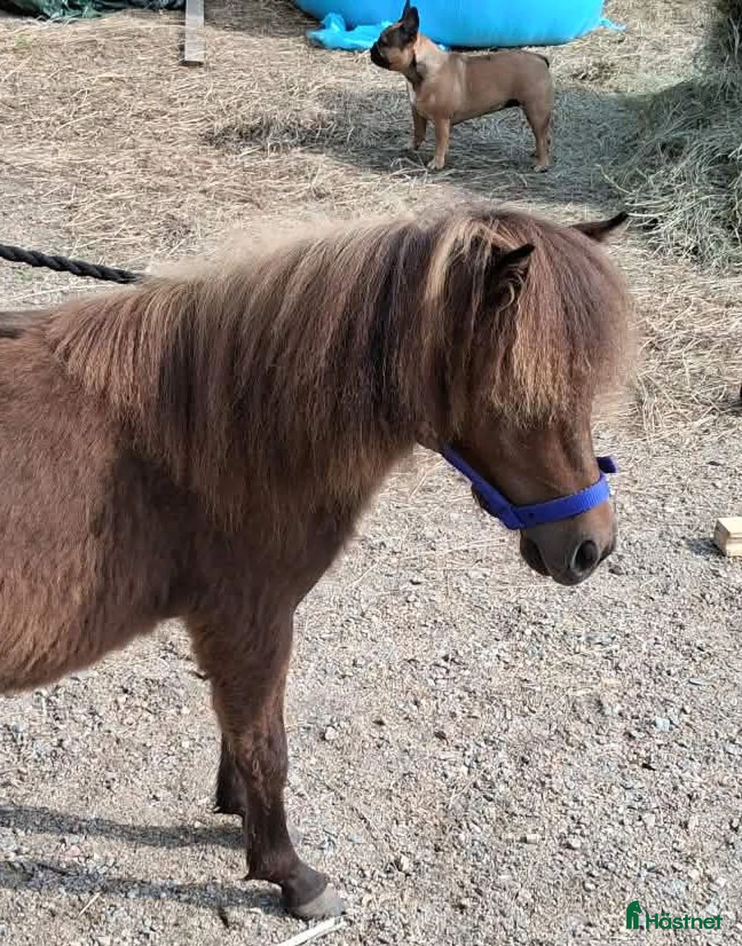 Allround hästar till salu: Minishettis - Annons 1
