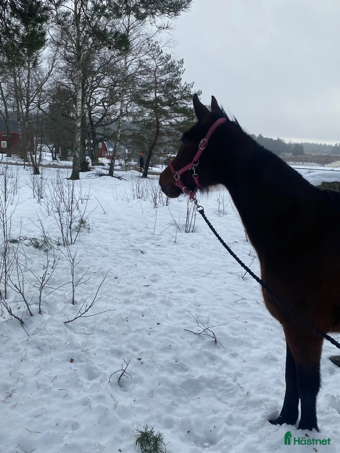 Trav hästar till salu: 7-årigt varmblodssto (travare). - Annons 4