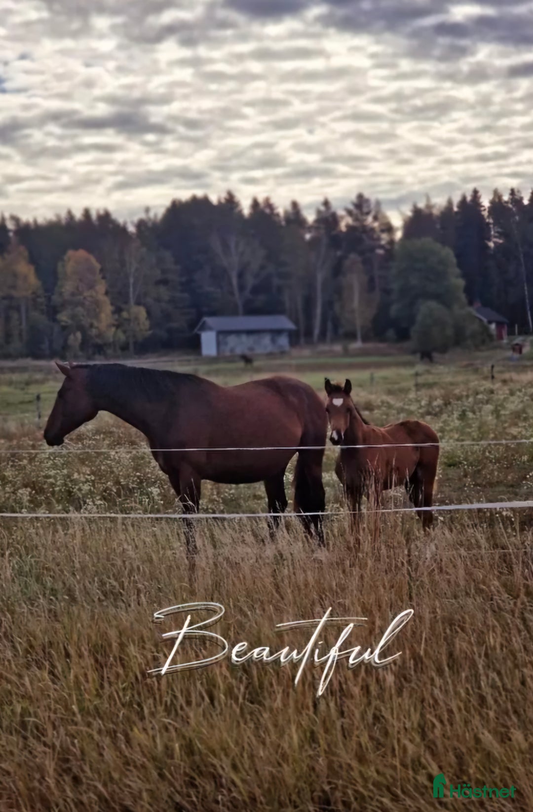 stallplats finnes: Lösdriftsplater finns att tillgå  i Ransta - Annons 1