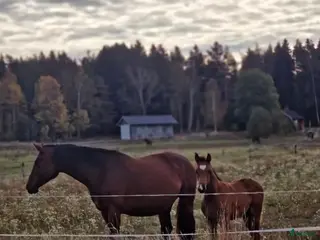 stallplats Lösdriftsplater finns att tillgå i Ransta - Annons 10