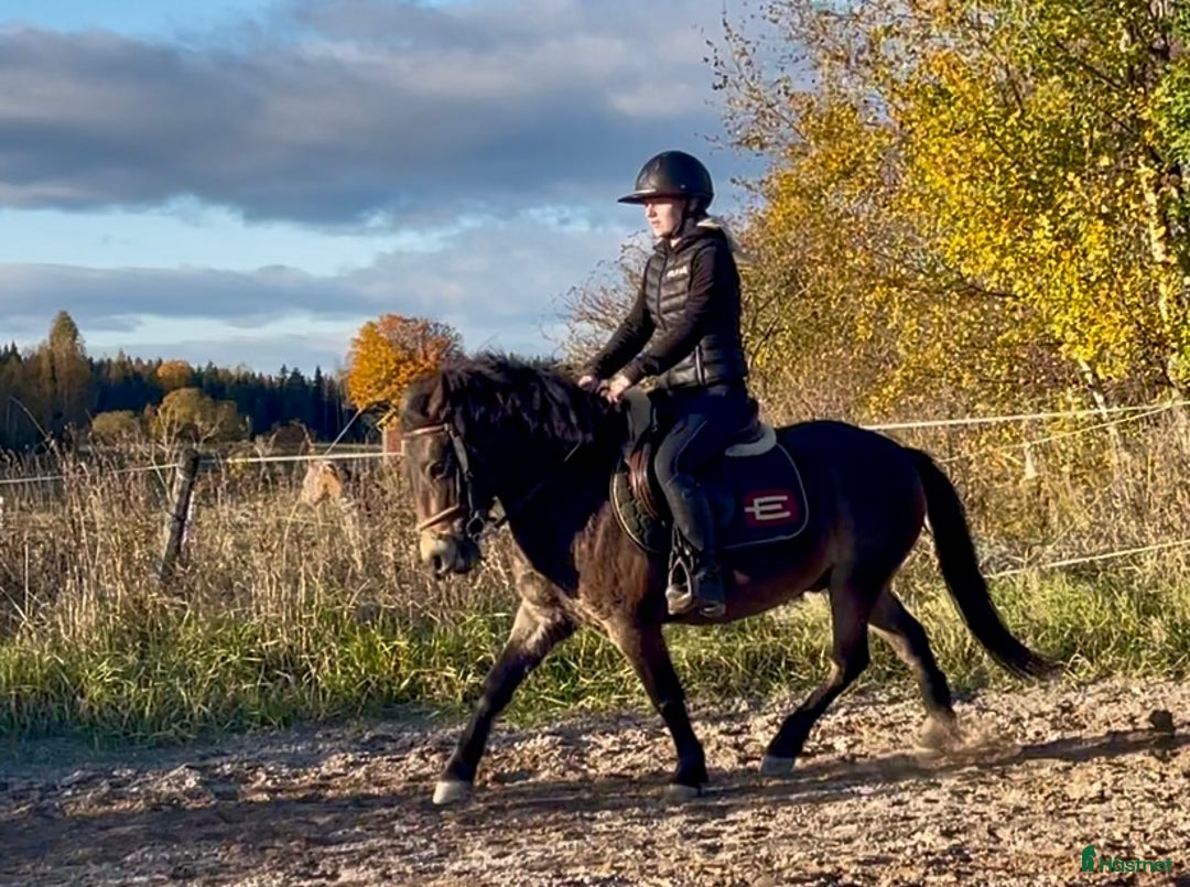 Allround hästar till salu: Gullig ponnyvalack i Västerfärnebo - Annons 4