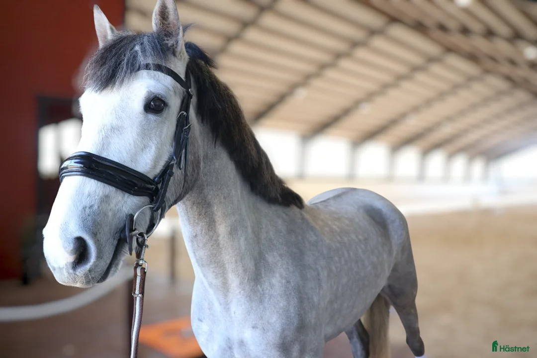 Allround hästar till salu: Drömponnyn ✨️🩶 - Annons 1