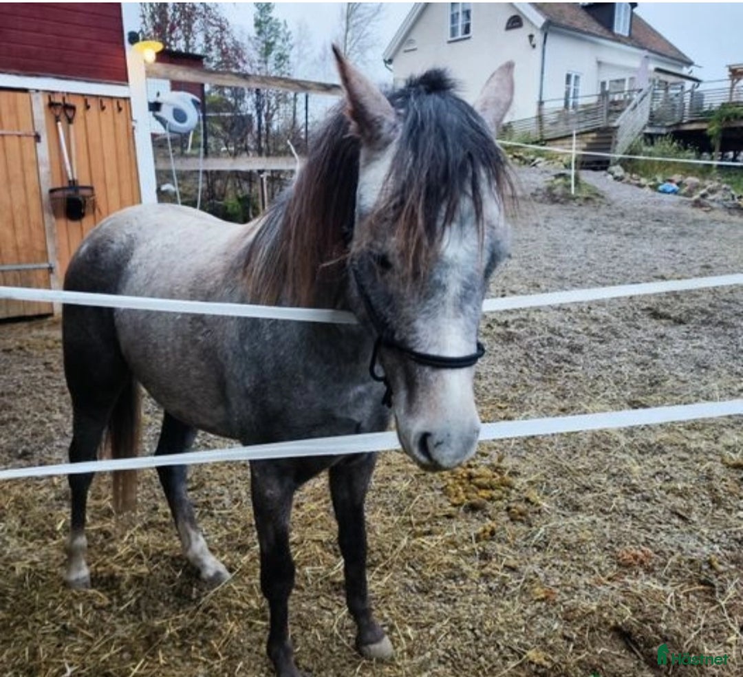  hästgårdar till salu: Mindre gård i Frövi - Annons 16