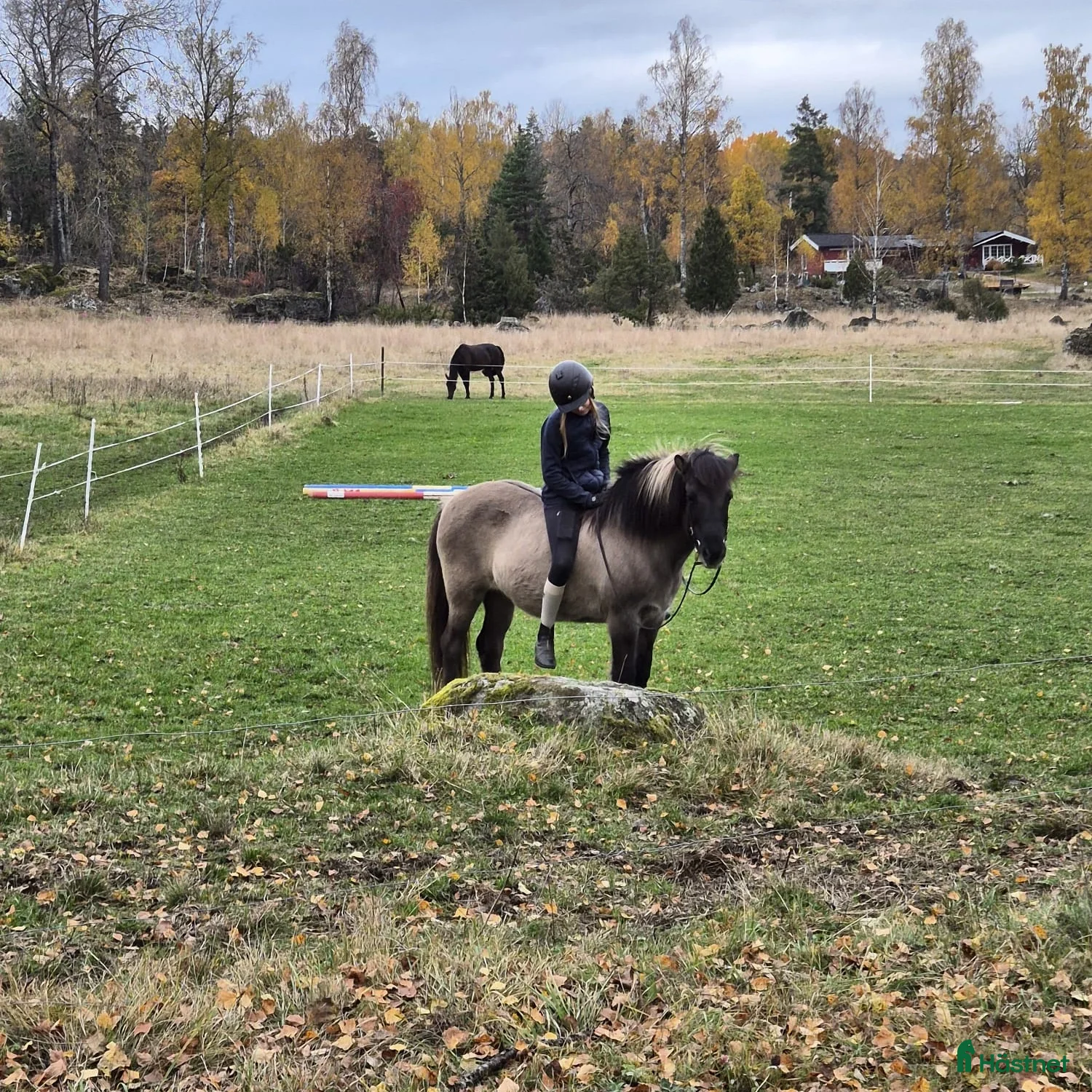  hästar SÖKER FODERHÄST - Annons 3