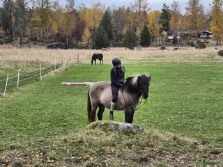 hästar SÖKER FODERHÄST i Eskilstuna - Annons 3