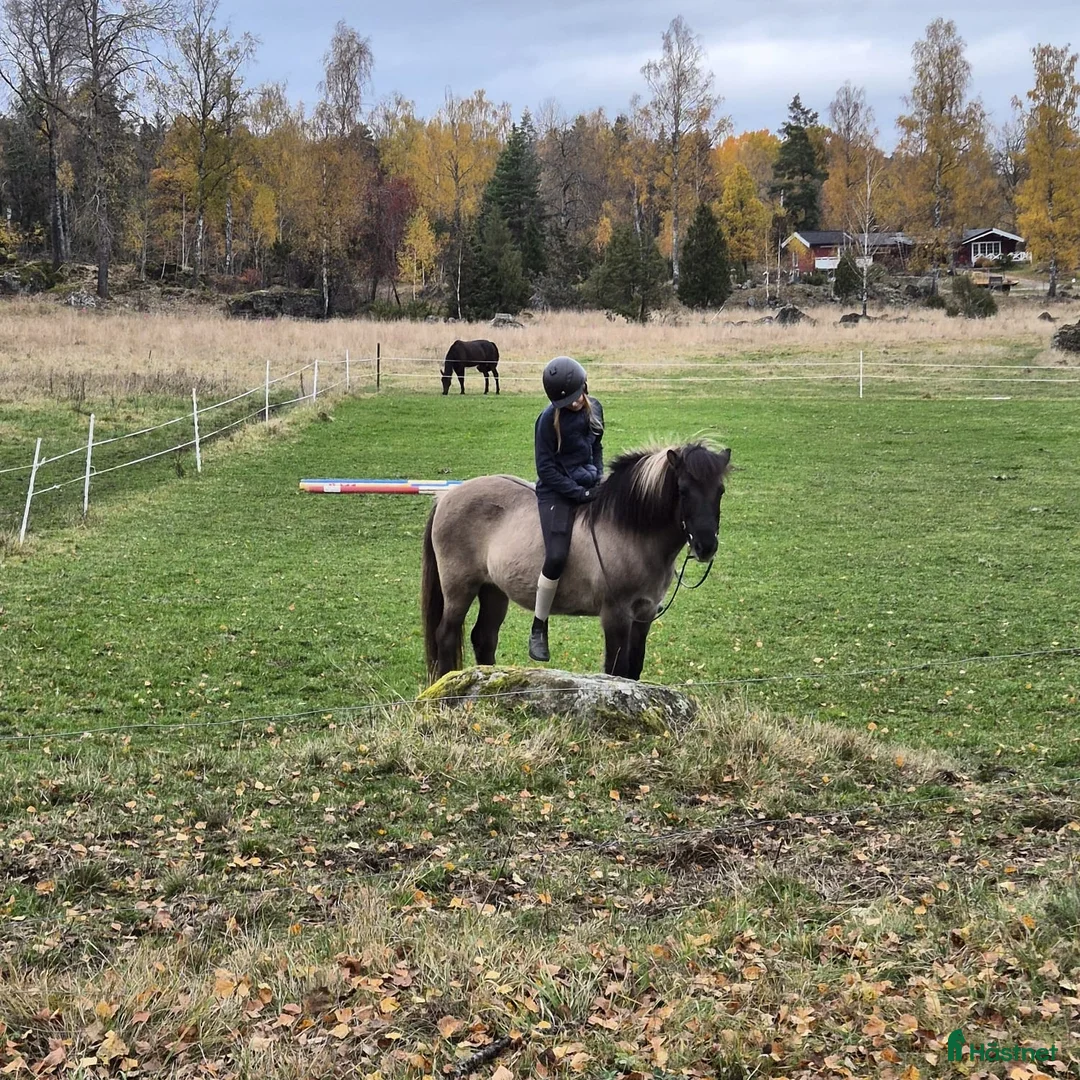 Sällskap hästar sökes: SÖKER FODERHÄST - Annons 1