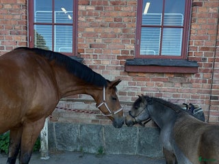stallplats Stall Riddersvik i Hässelby har ledig stallplats! i Hässelby - Annons 16