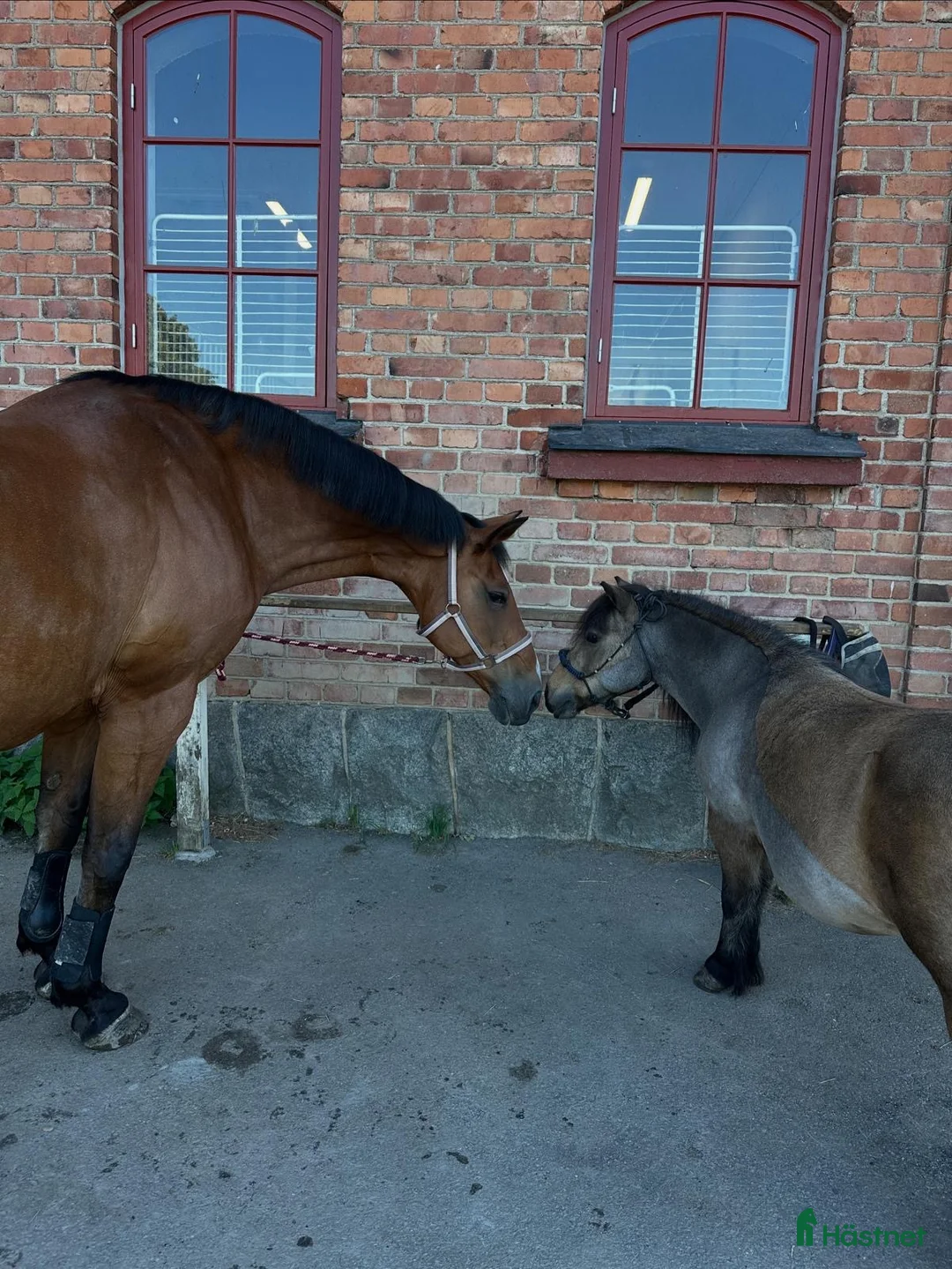  stallplats finnes: Stall Riddersvik i Hässelby har ledig stallplats! i Hässelby - Annons 1
