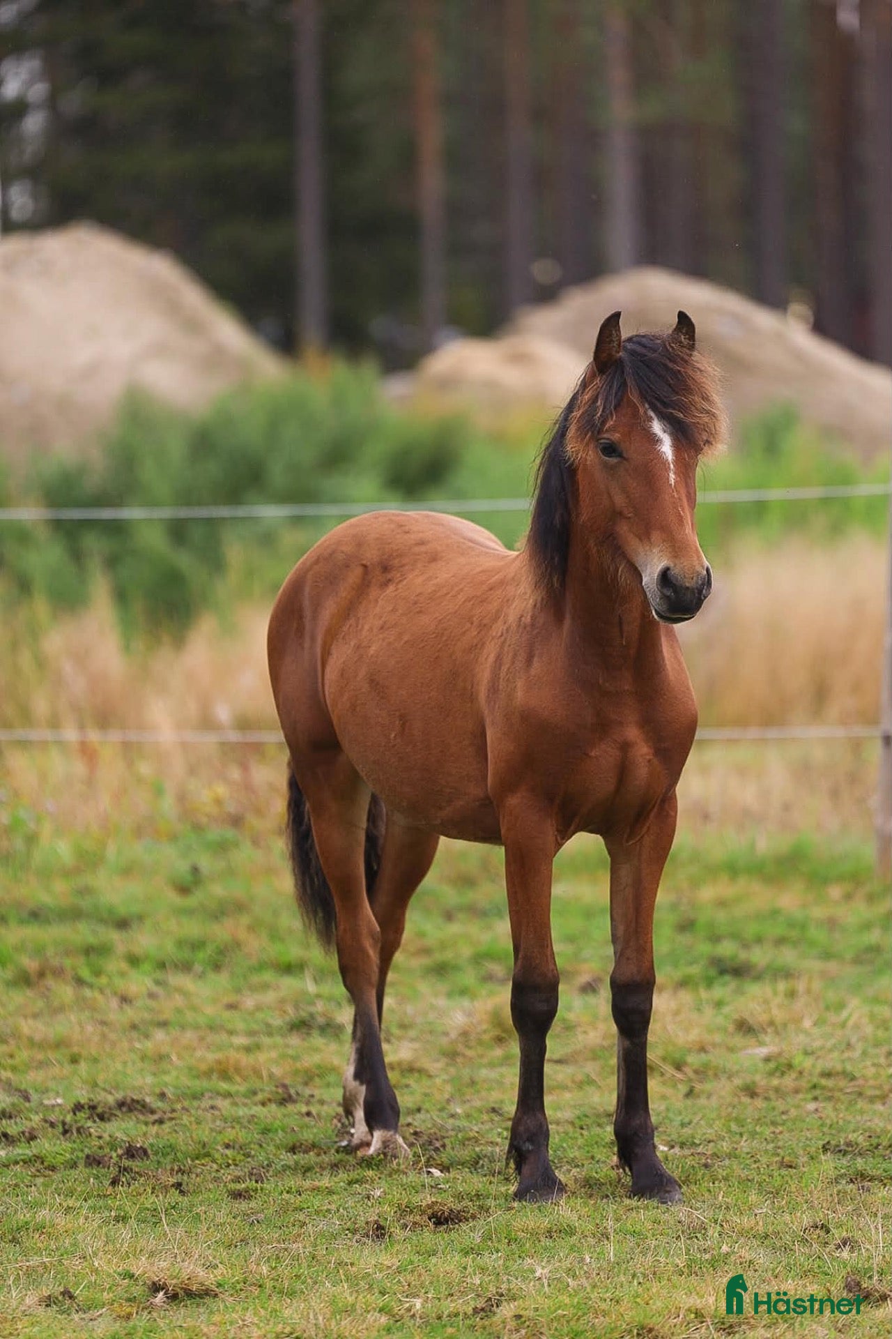  hästar till salu: Spännande Welsh cob sto  - Annons 1