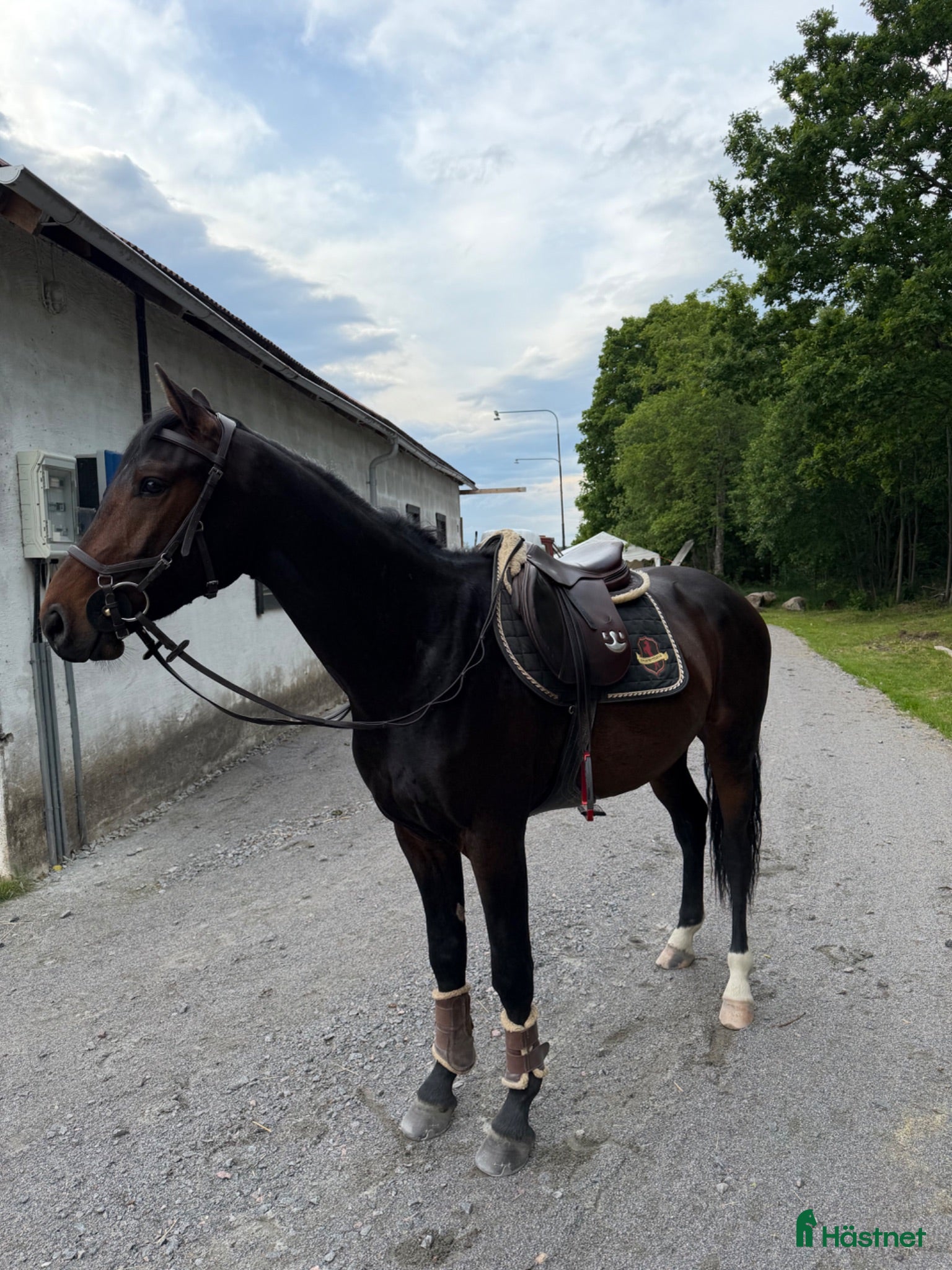  hästar Lovande 3-årig SWB-valack med kapacitet! - Annons 2