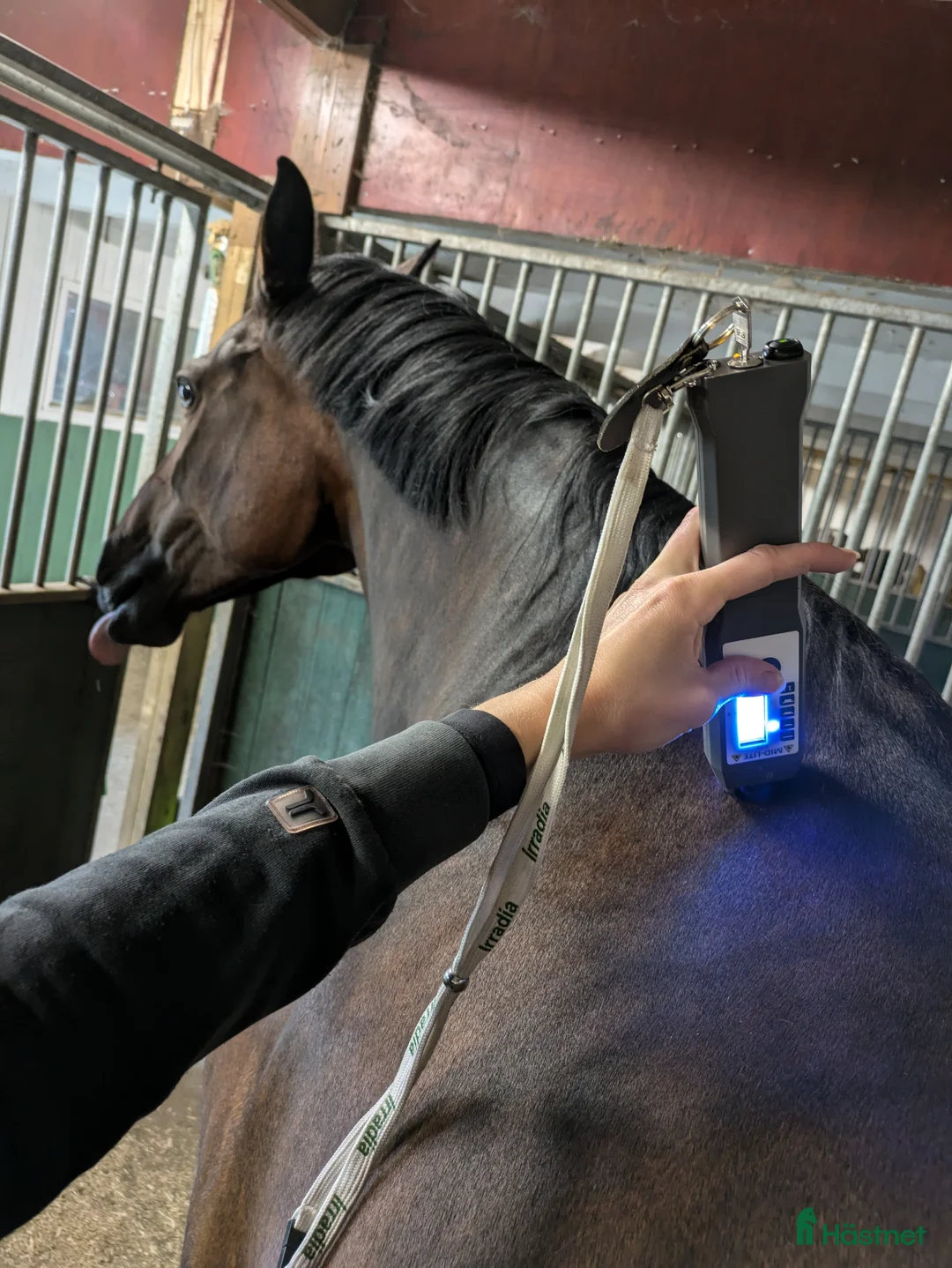  hästservice finnes: Hästmassage i Älmhult - Annons 2