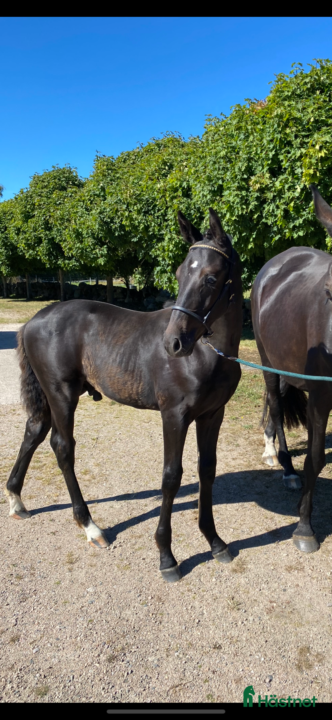 Dressyr hästar till salu: Black week-erbjudande, Vackert premieföl i Sösdala - Annons 3