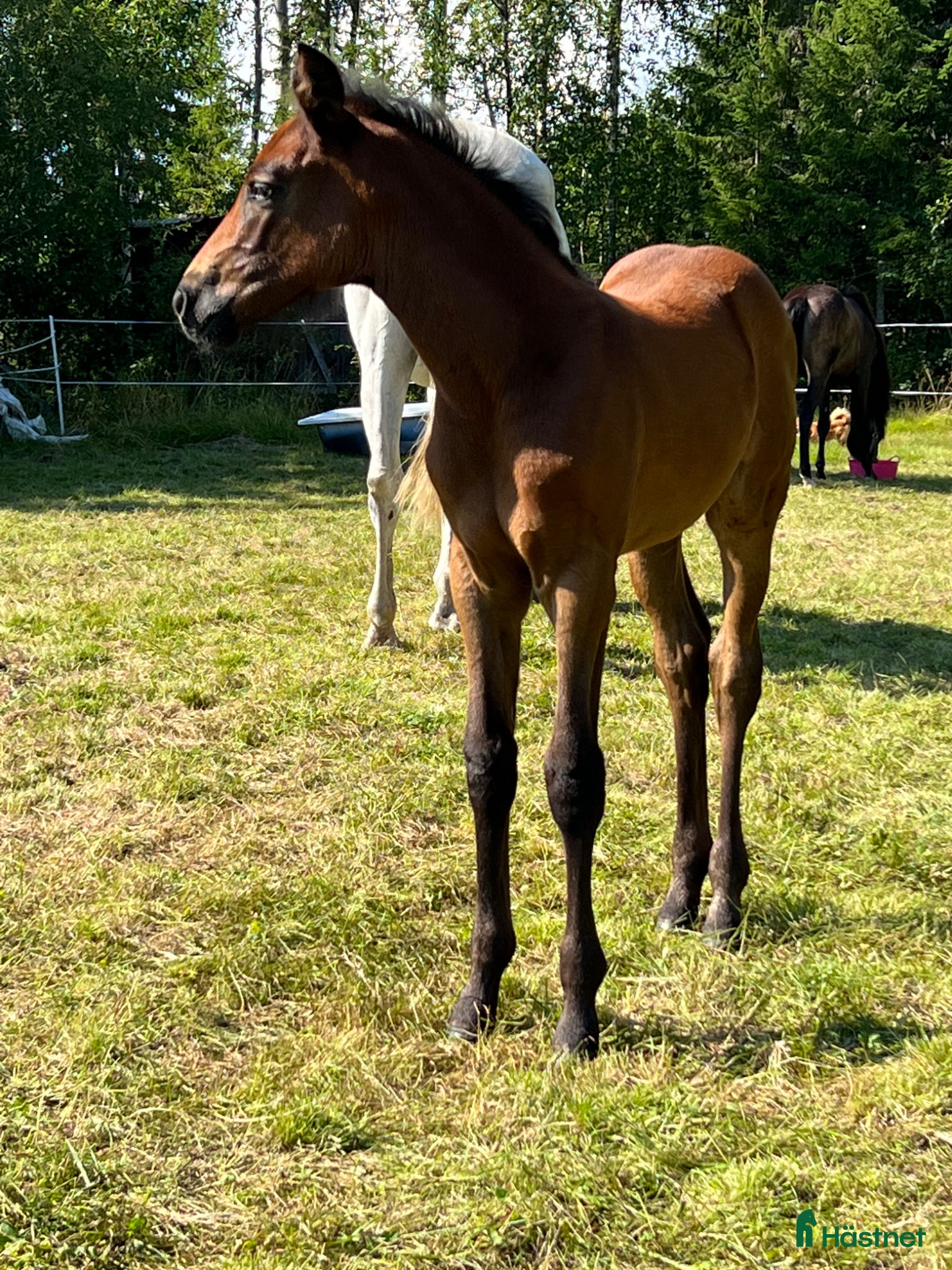  hästar Avelssto med stark stostam - Annons 2