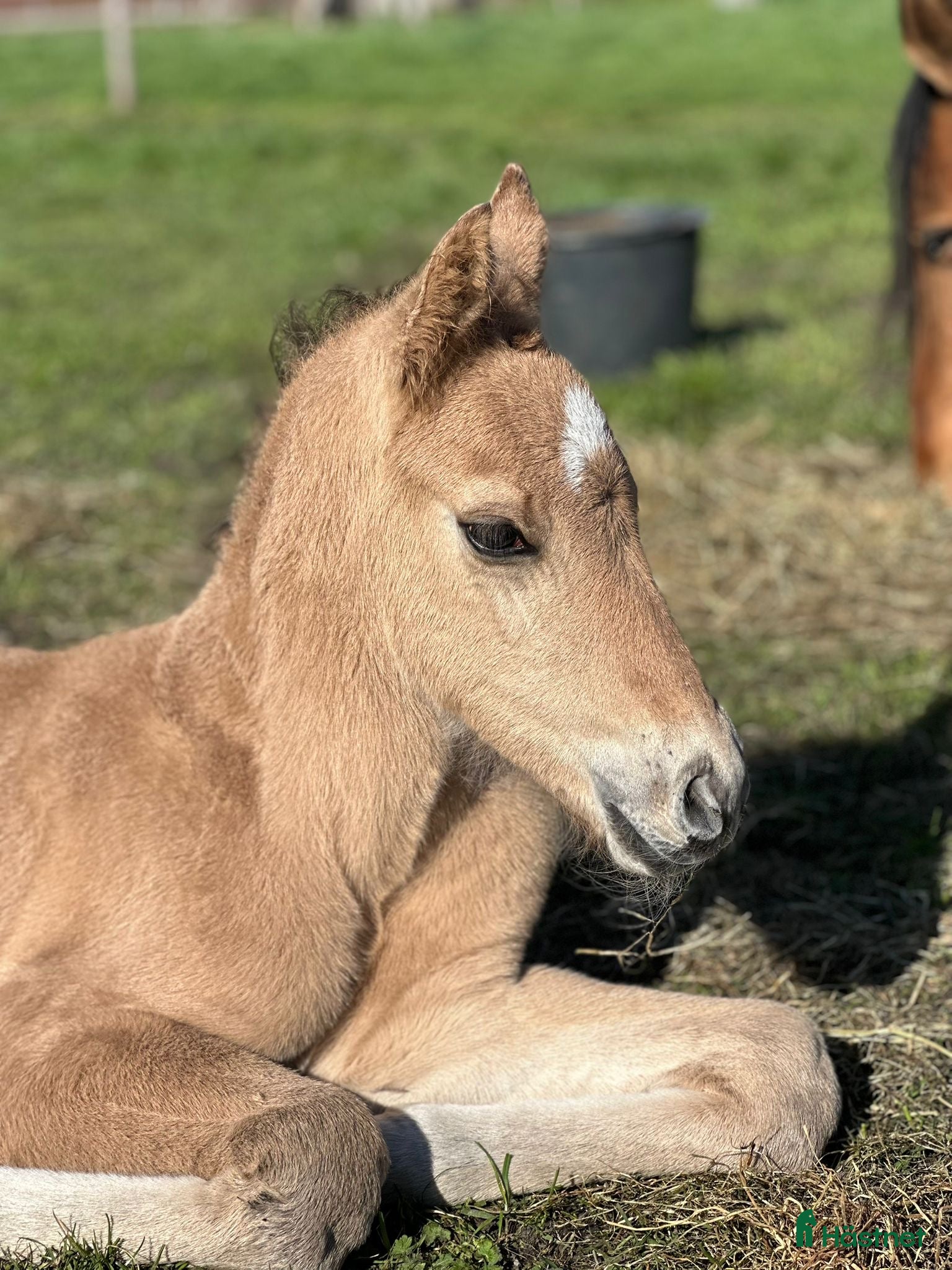  hästar Kigermustang hingstföl -26 - Annons 2