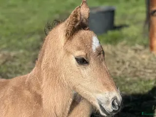 hästar Kigermustang hingstföl -26 - Annons 2
