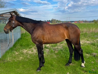 hästar Toppstammat hoppsto i Gävle - Annons 1