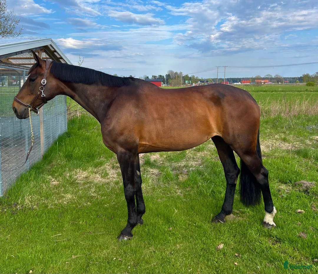 Avelshästar hästar till salu: Toppstammat hoppsto i Gävle - Annons 1