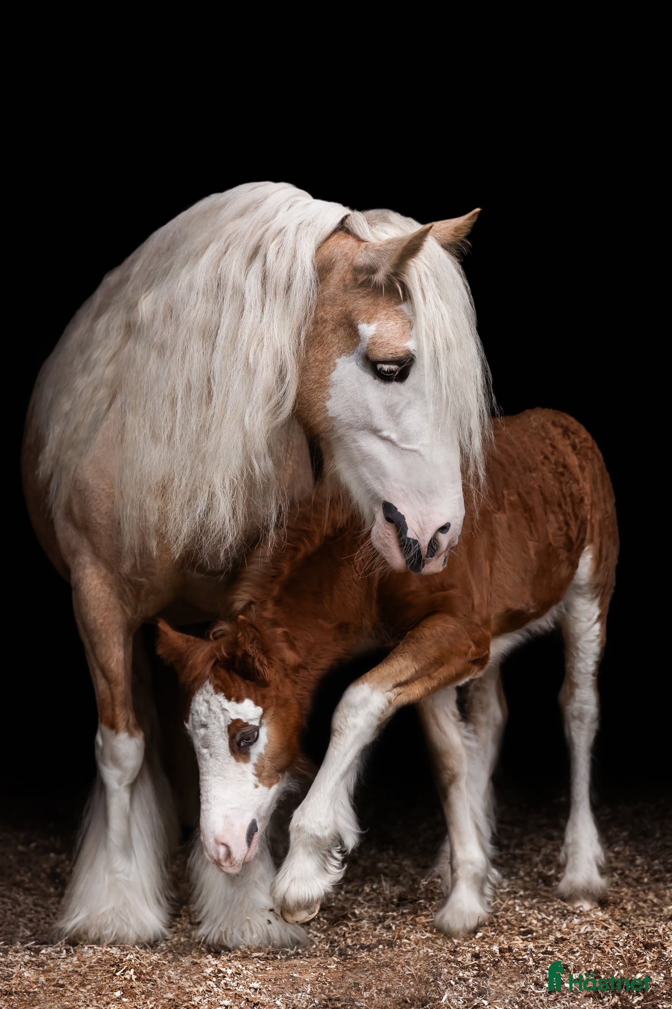  hästar Vackert hingstföl säljes  - Annons 11