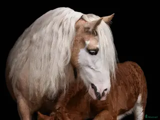 hästar Snygg unghingst med pearlgen säljes - Annons 6