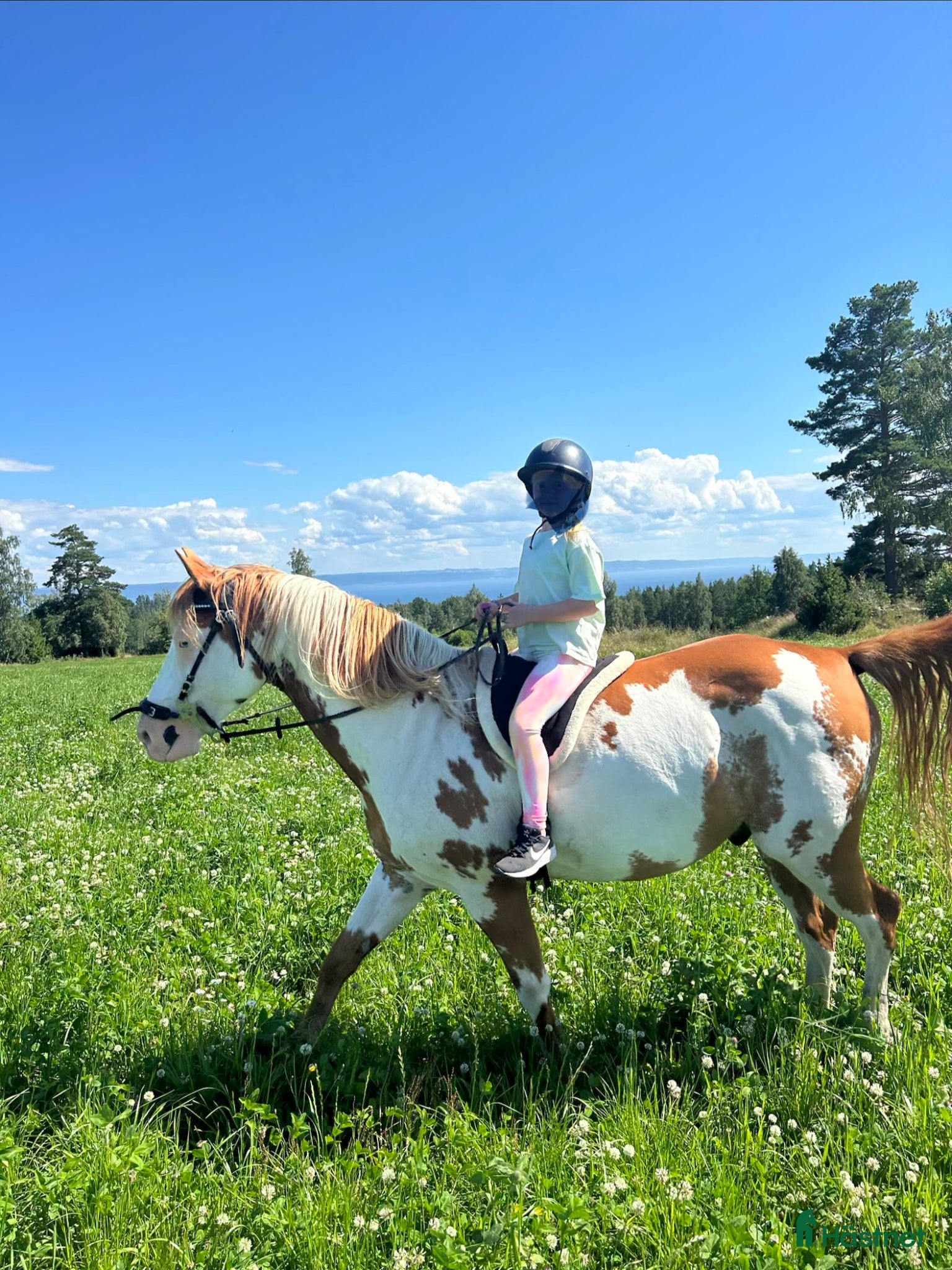  hästar Trygg & supersnäll fd terapihäst för uteritter - Annons 2