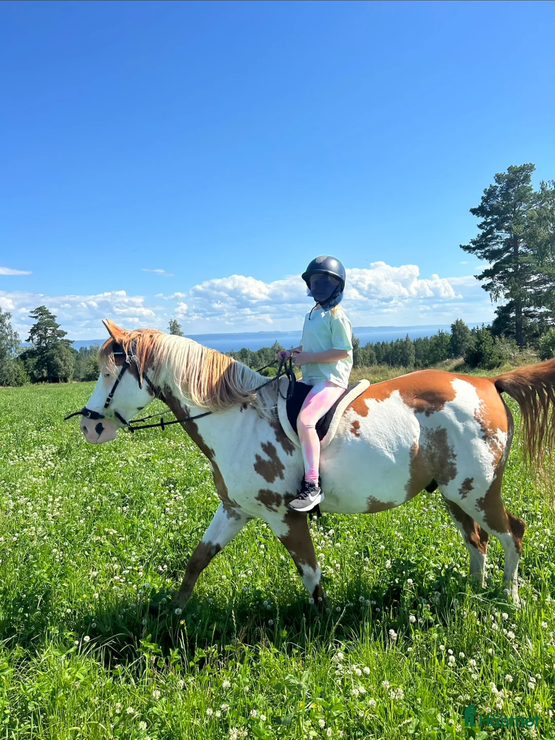 Allround hästar till salu: Trygg & supersnäll fd terapihäst för uteritter - Annons 2