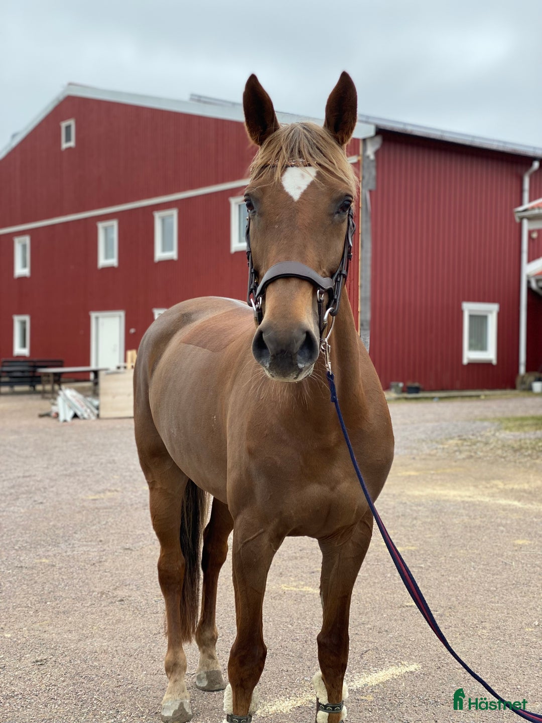 Hoppning hästar till salu: Intressekoll/till salu i Karlstad - Annons 3